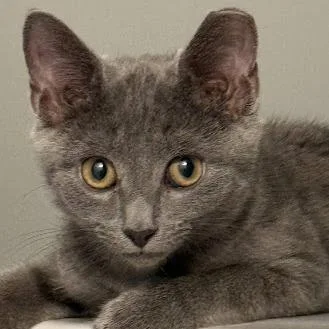 A baby small-sized female Gray / Blue / Silver Domestic Short Hair cat named Dusty for adoption in Marietta, GA