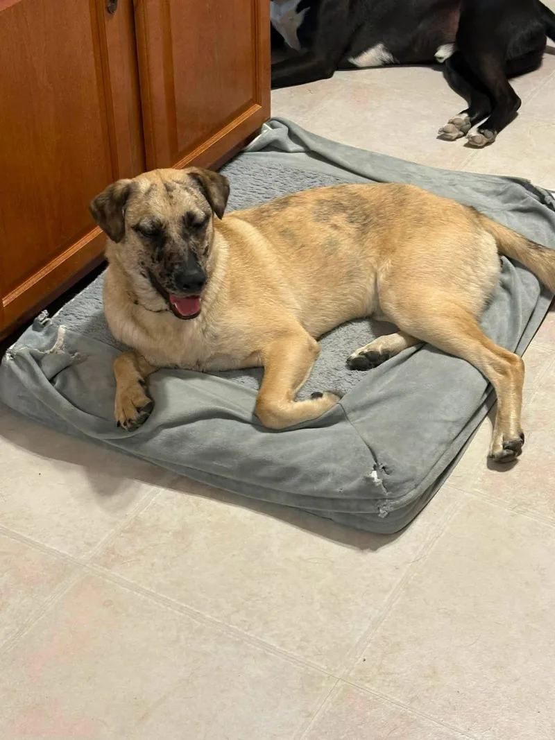 A baby medium-sized male Black Catahoula Leopard Dog dog named Rocky Road for adoption in Orland Park, IL