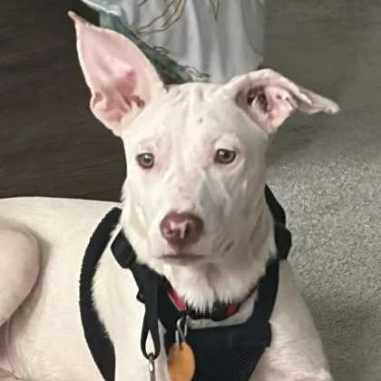 A baby medium-sized female White / Cream Mixed Breed dog named Maryland for adoption in Atlanta, GA