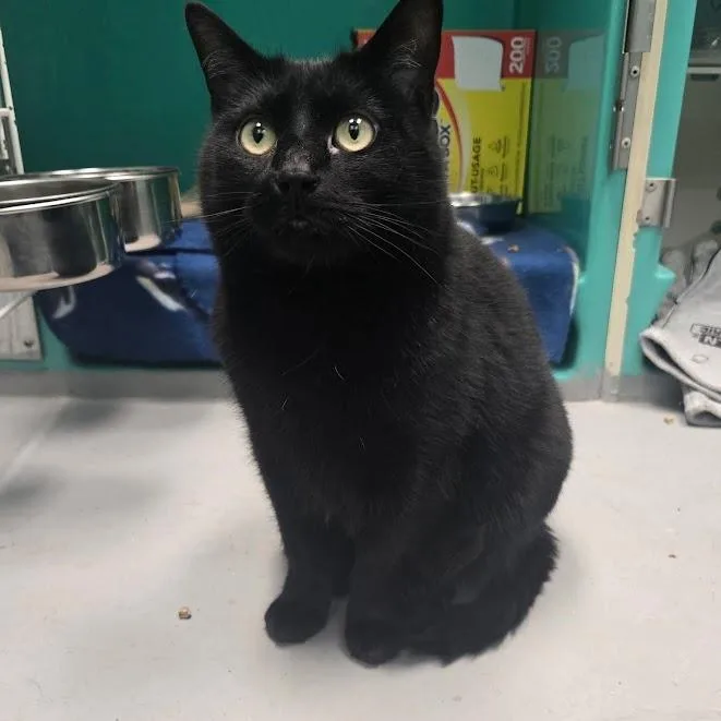 An adult small-sized female Domestic Short Hair cat named Luna for adoption in Oak Ridge, TN