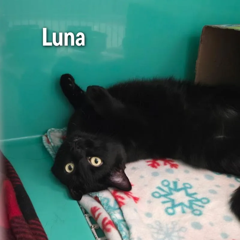 Luna thumbnail 5