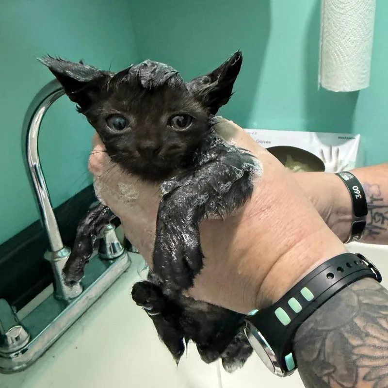 A baby small-sized female Black Domestic Short Hair cat named Habanera for adoption in Marion, VA