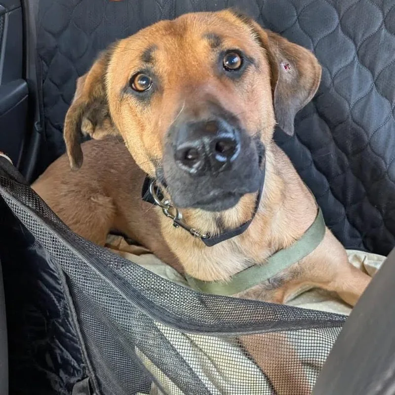 A young large-sized female Brown / Chocolate Hound dog named Biscotta for adoption in Alexandria, VA
