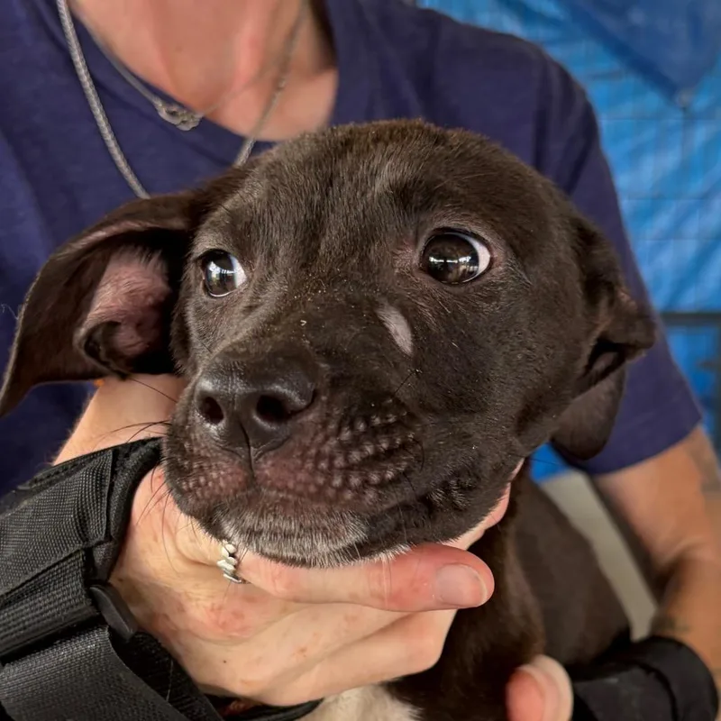 A baby small-sized female Brown / Chocolate Mixed Breed dog named Nutella for adoption in Lake Jackson, TX