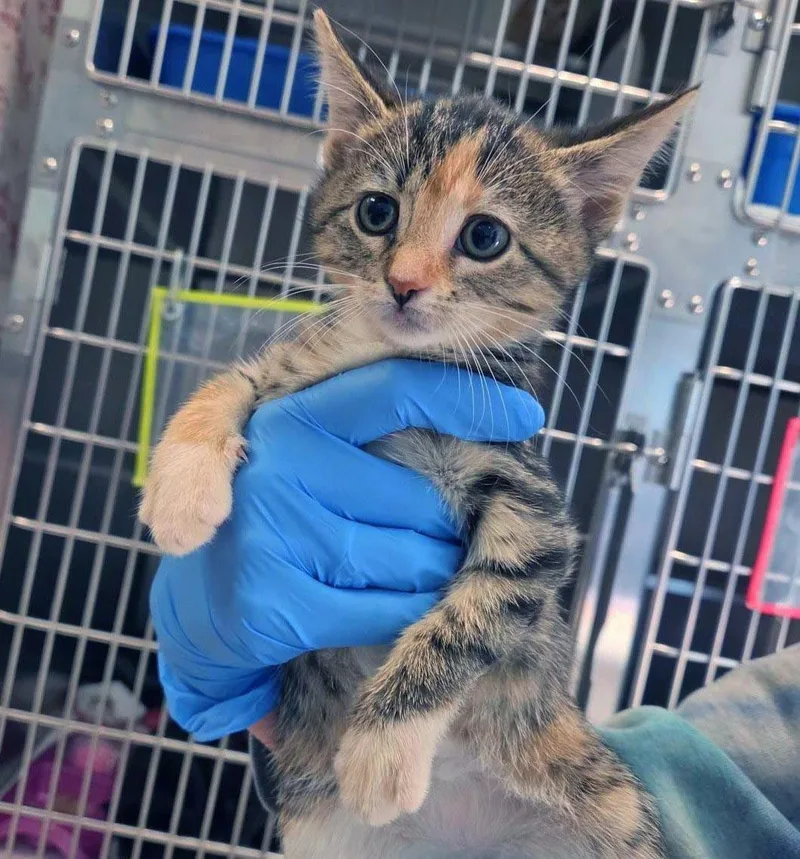 A baby small-sized female Domestic Short Hair cat named Ursa for adoption in Plover, WI