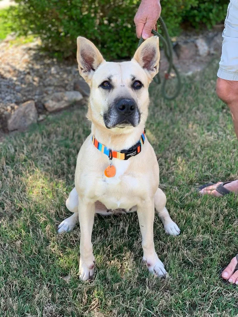 An adult medium-sized female White / Cream Mixed Breed dog named Layla for adoption in Douglas, MA