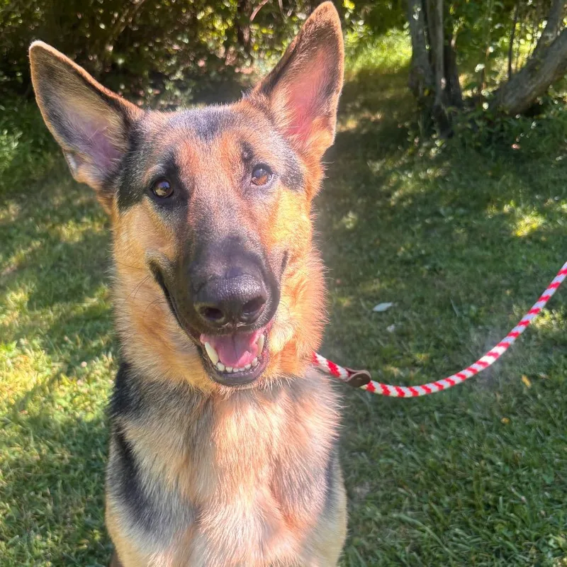 An adult large-sized male Black German Shepherd Dog dog named Pool Noodle for adoption in York, PA