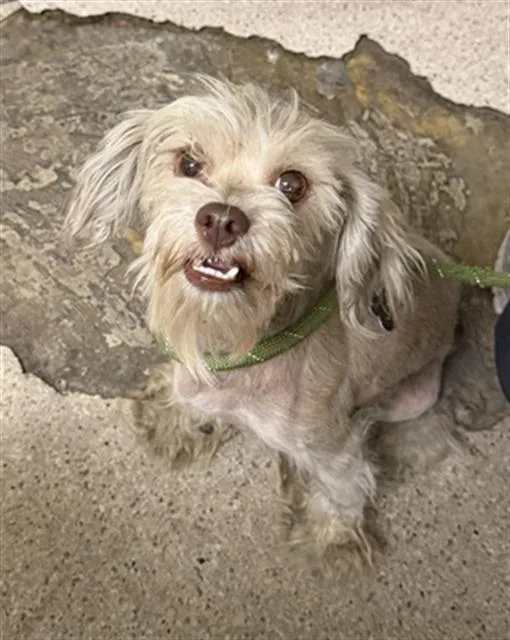 An adult small-sized male Terrier dog named Maverick for adoption in Bakersfield, CA
