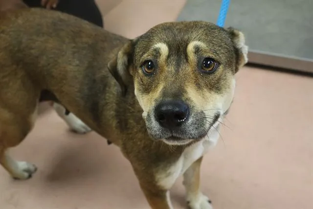 A young medium-sized female Mixed Breed dog named Stella for adoption in Columbia, SC