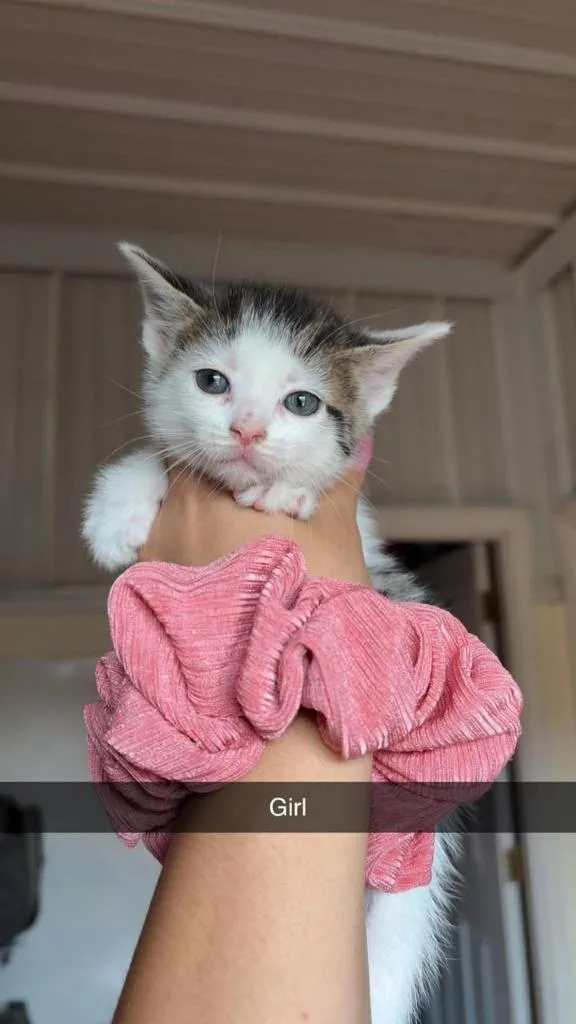 A baby small-sized female Domestic Short Hair cat named Miss Peach Blossom for adoption in Greensburg, IN