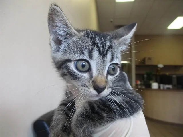 A baby small-sized male Domestic Short Hair cat named Charlie for adoption in Ocala, FL