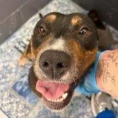 An adult medium-sized female Black Mixed Breed dog named Roxy for adoption in Buffalo, MN