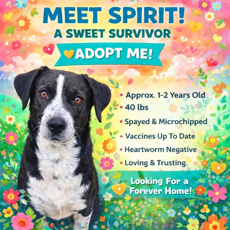 An adult medium-sized female Harlequin Labrador Retriever dog named Spirit for adoption in Corinth, MS