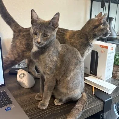 A young medium-sized female Dilute Tortoiseshell Domestic Short Hair cat named Splotch for adoption in Liverpool, TX