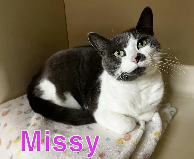 Missy thumbnail 2