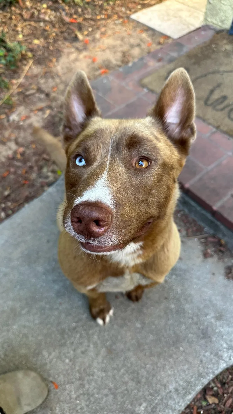 A young medium-sized male Siberian Husky dog named Cody for adoption in Los Osos, CA