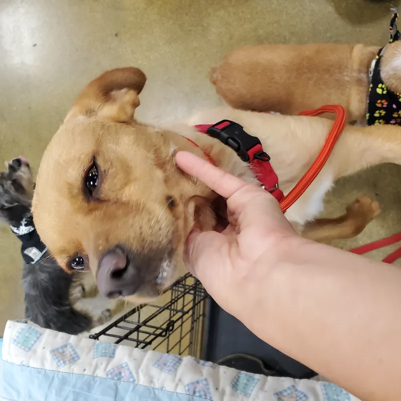 Nuts Over Peanut thumbnail 2