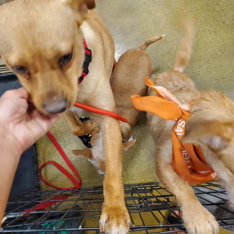 Nuts Over Peanut thumbnail 5