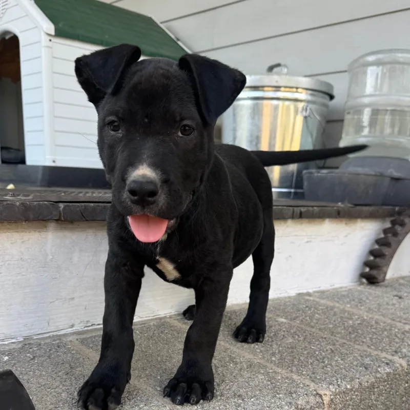 A baby medium-sized male Black Mixed Breed dog named Onyx for adoption in Greensboro, GA