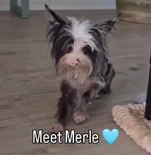 A young small-sized male Mixed Breed dog named Merle for adoption in Palm City, FL