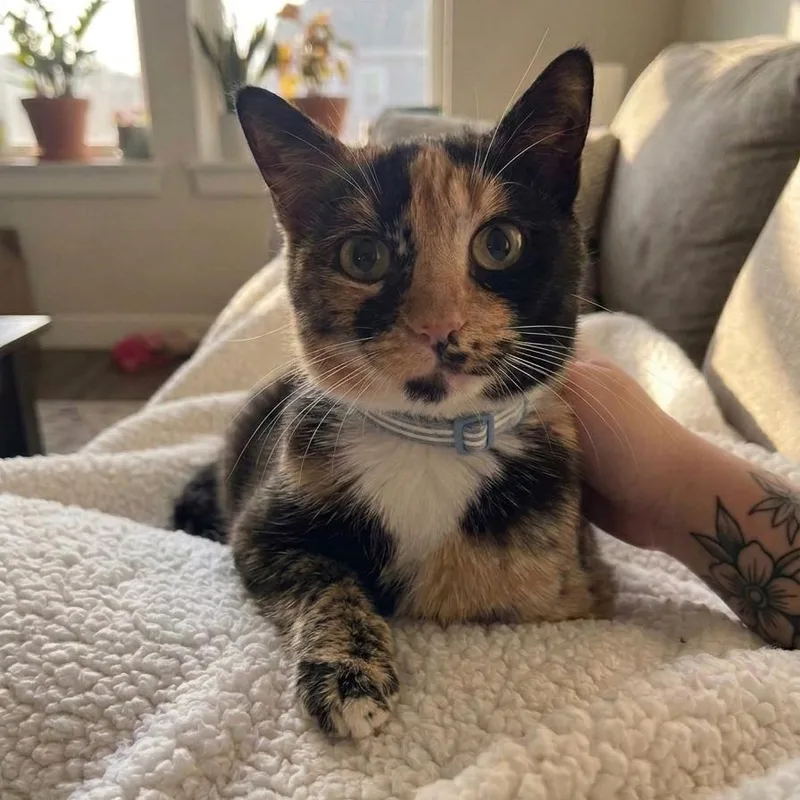 A young small-sized female Calico Domestic Short Hair cat named Trina for adoption in Pasadena , MD