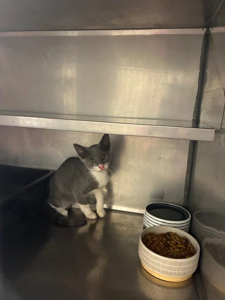 A baby small-sized female Domestic Short Hair cat named Indie for adoption in Bossier City, LA