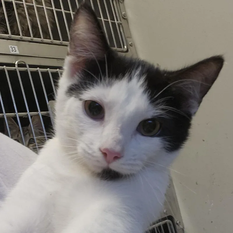 A baby small-sized male Domestic Short Hair cat named Ansel for adoption in Columbia Station, OH