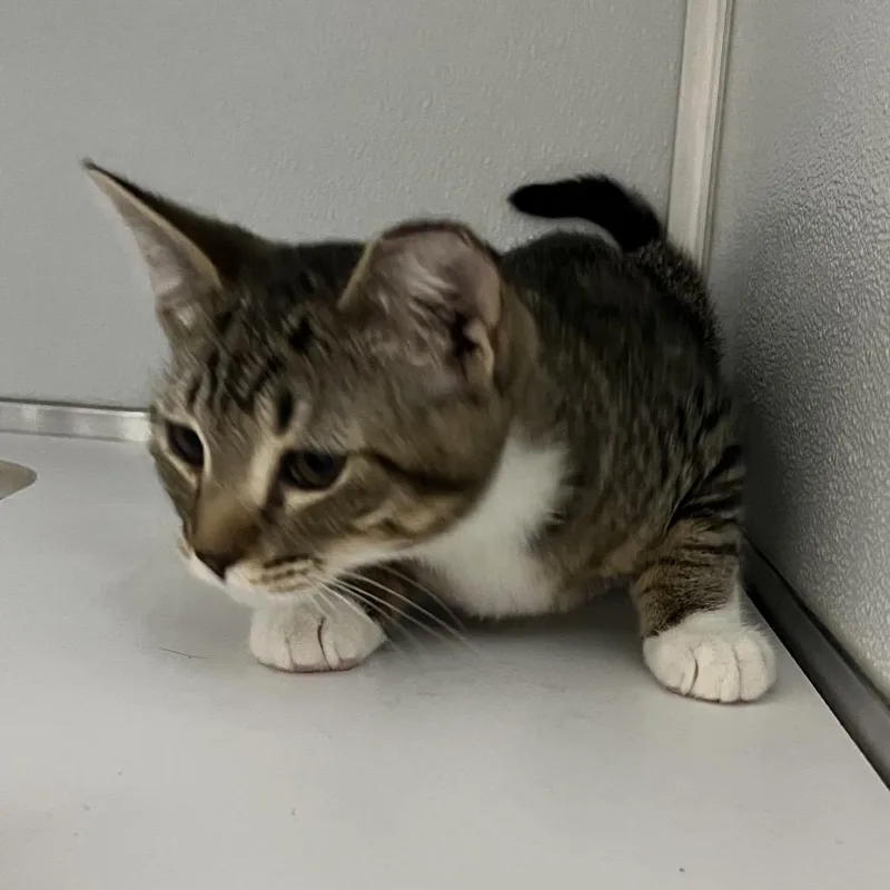 A baby small-sized male Brown / Chocolate Domestic Short Hair cat named Sebastian for adoption in Oneonta, NY