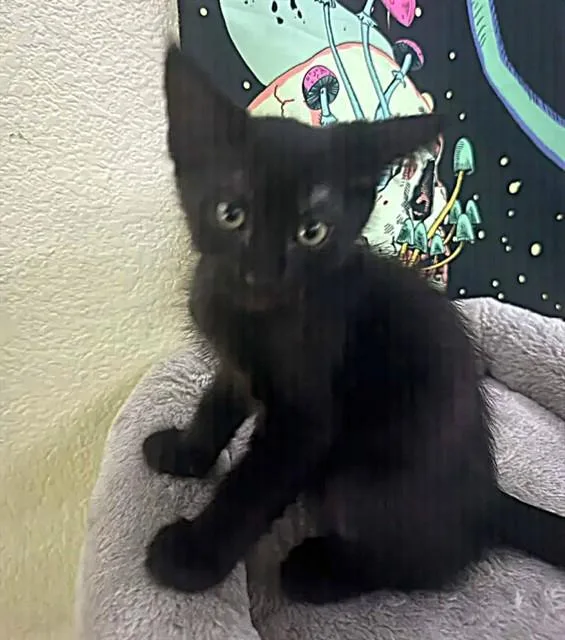 A baby small-sized female Domestic Short Hair cat named Phantom for adoption in Sacramento, CA