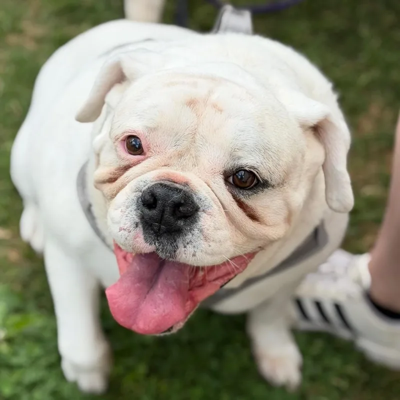 A senior large-sized female White / Cream English Bulldog dog named Angel for adoption in Brownsboro, AL