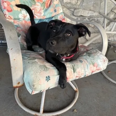 A young medium-sized male Black Labrador Retriever dog named Jax for adoption in Joshua, TX
