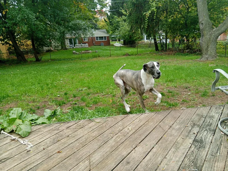 An adult extra large-sized male Brindle Great Dane dog named Pluto for adoption in West Bloomfield, MI