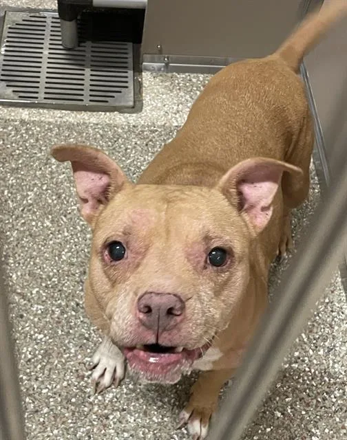 A senior large-sized female Pit Bull Terrier dog named Baybee for adoption in Clyde, NC