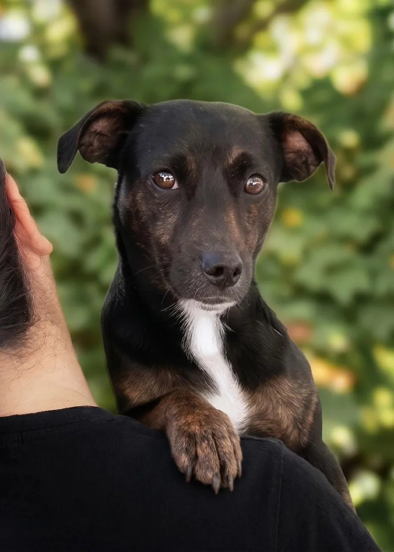 A young small-sized male Tricolor (Brown, Black, & White) Dachshund dog named Frankie for adoption in El Cajon, CA