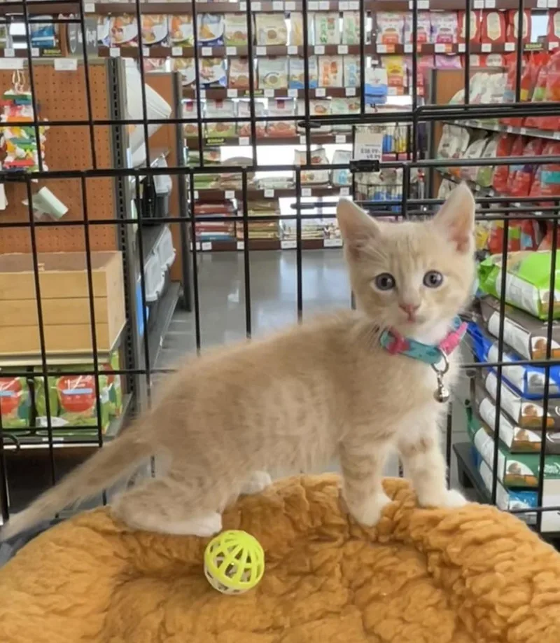 A baby small-sized male Domestic Short Hair cat named Sunrise for adoption in Pacifica, CA