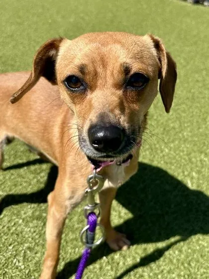 An adult small-sized male Yellow / Tan / Blond / Fawn Mixed Breed dog named Baxter for adoption in Wichita, KS