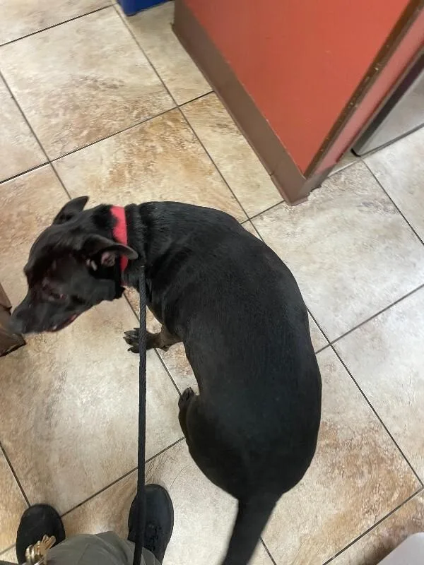 An adult large-sized male Black Mixed Breed dog named Shadow for adoption in Cincinnati, OH