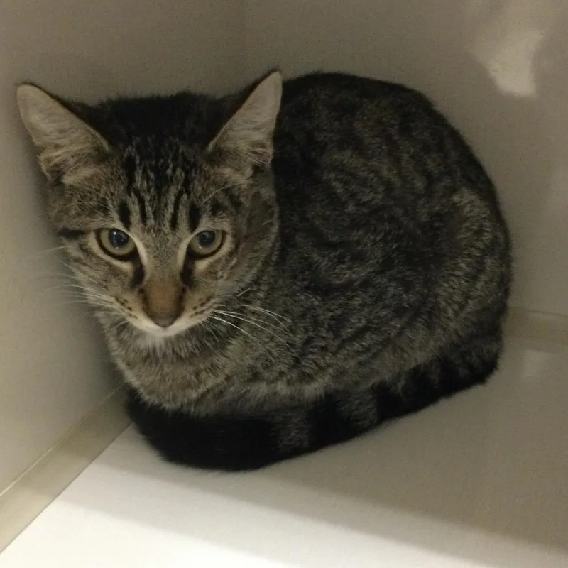 A baby small-sized male Brown / Chocolate Domestic Short Hair cat named Chococat for adoption in Redwood City, CA