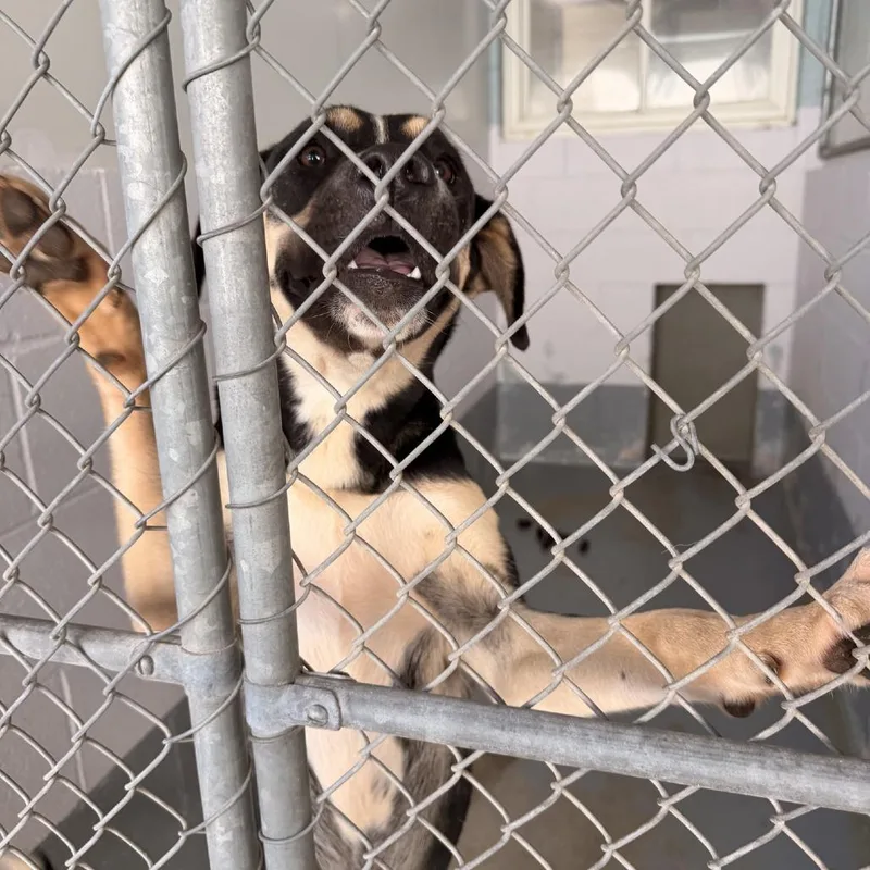 A young medium-sized female Yellow / Tan / Blond / Fawn Shepherd dog named Reese for adoption in Columbus, NC