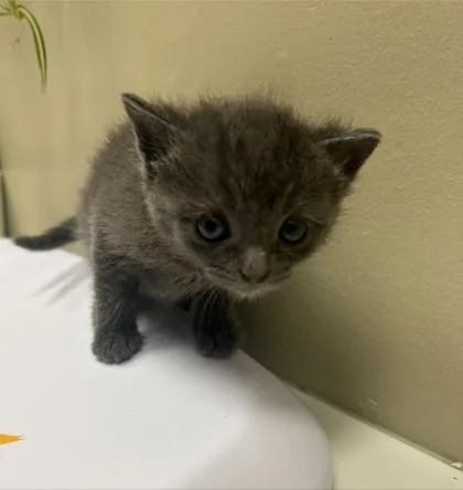 A baby small-sized female Domestic Short Hair cat named Lock for adoption in Fishers, IN