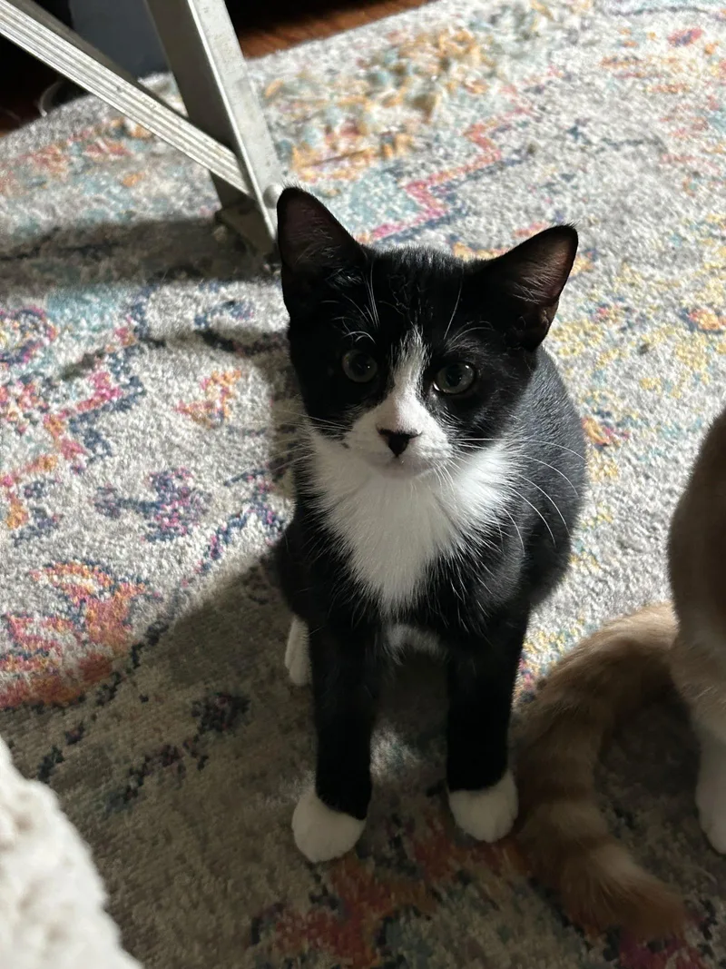 Inigo Aka Simon thumbnail 2