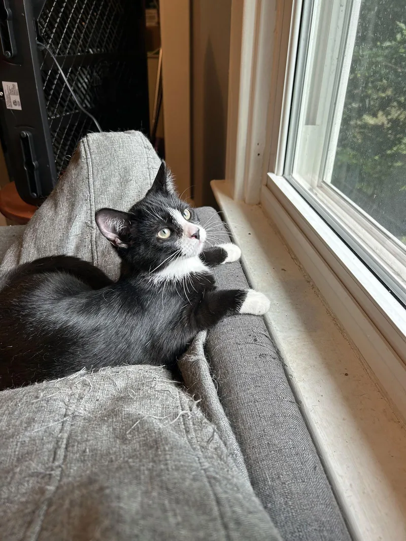 Inigo Aka Simon thumbnail 3