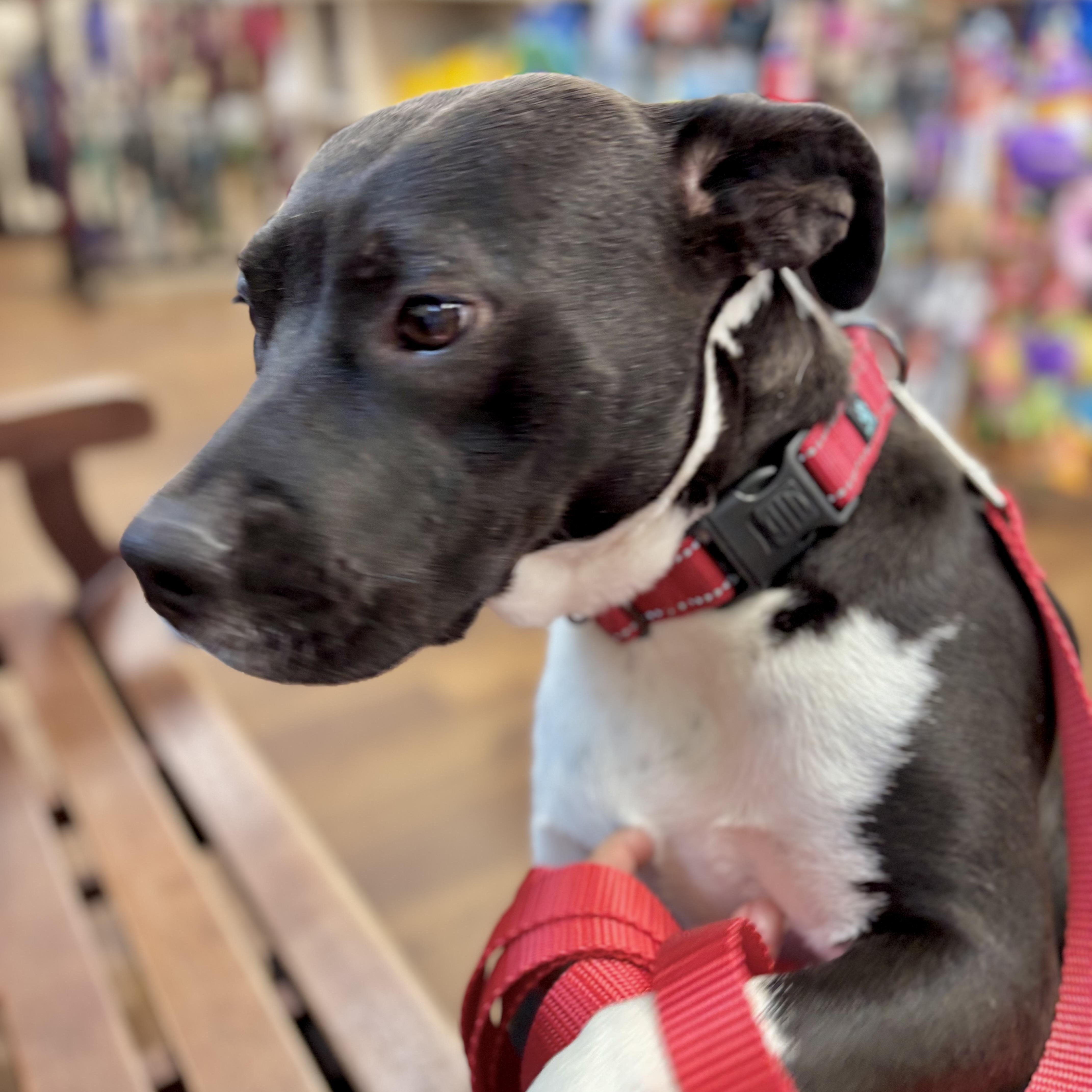 An adult medium-sized female Black Terrier dog named Satine for adoption in Corpus Christi, TX