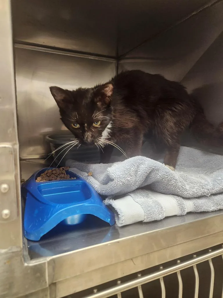 A young medium-sized male Domestic Short Hair cat named Tork for adoption in Mocksville, NC