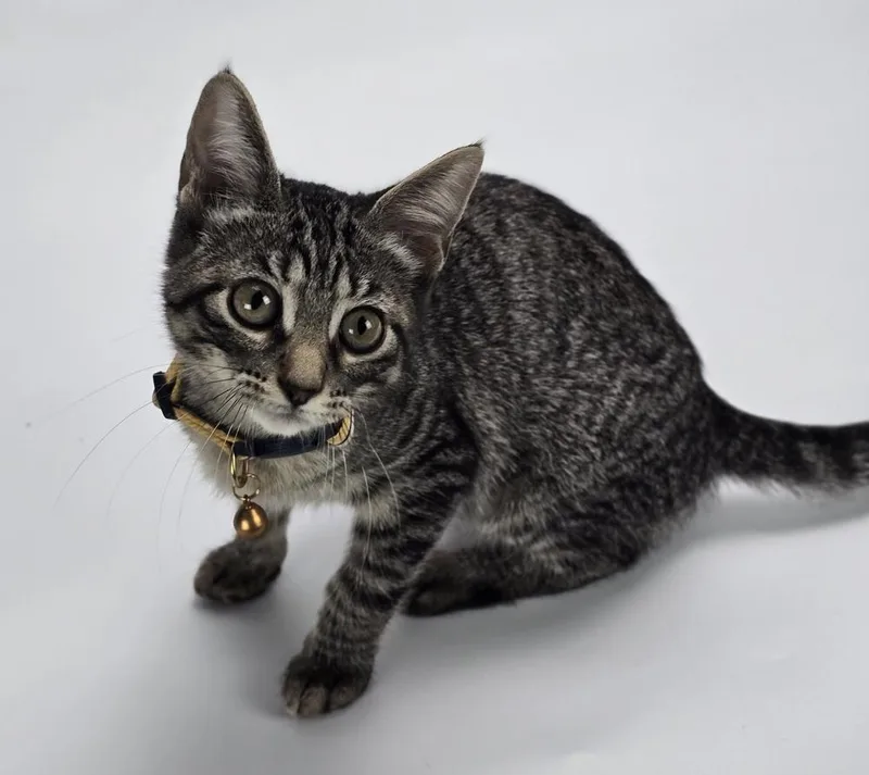 A baby medium-sized female Gray / Blue / Silver Domestic Short Hair cat named Discoball for adoption in Sedalia, CO