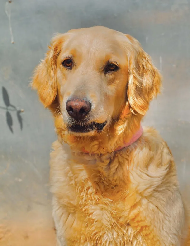A young large-sized female Golden Retriever dog named Rune for adoption in San Diego, CA