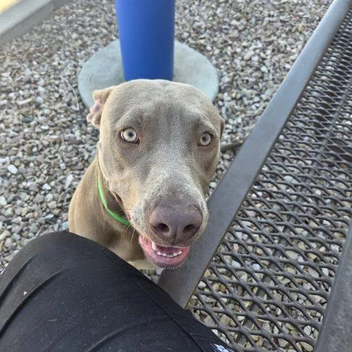 A young medium-sized female Yellow / Tan / Blond / Fawn Pit Bull Terrier dog named Pumpkin for adoption in Grand Junction, CO