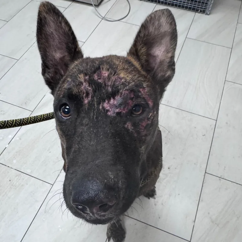 An adult medium-sized male Brindle Mixed Breed dog named Astro for adoption in Lufkin, TX