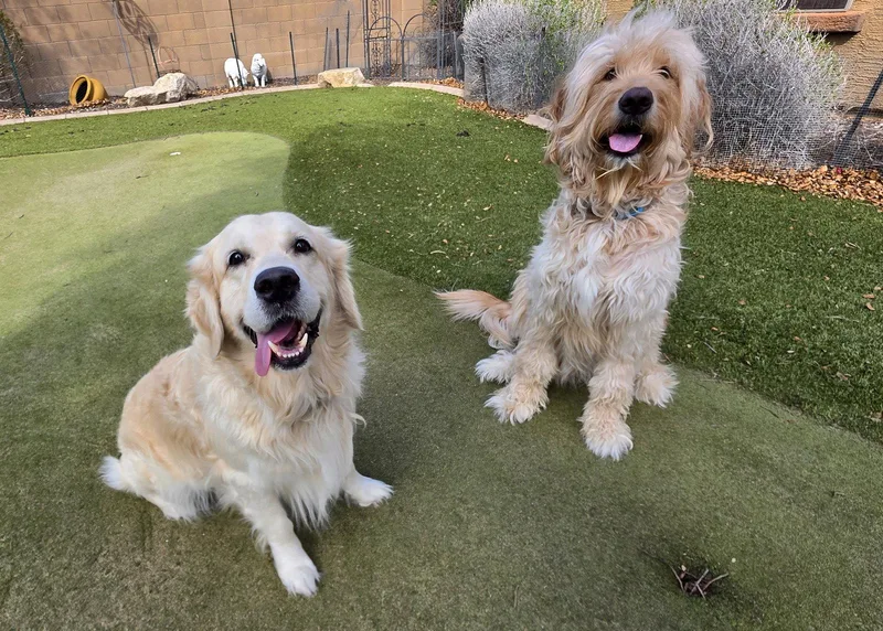 A young medium-sized male Golden Retriever dog named Bear for adoption in Glendale, AZ