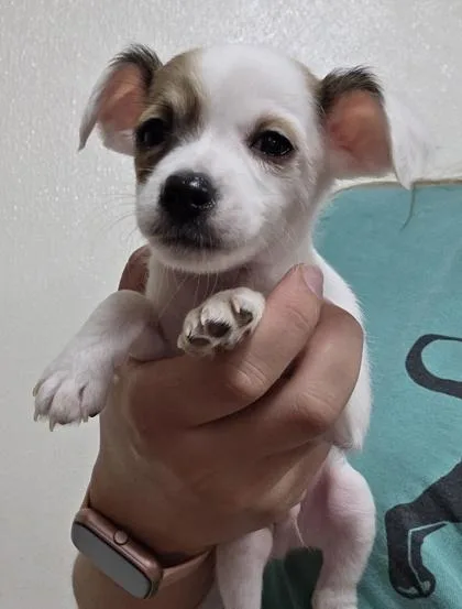 A baby small-sized male Chihuahua dog named Merlin for adoption in Malvern, PA